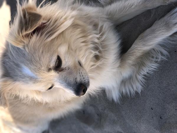 /Images/uploads/Humane Society of Utah/HSU2018/entries/4215thumb.jpg